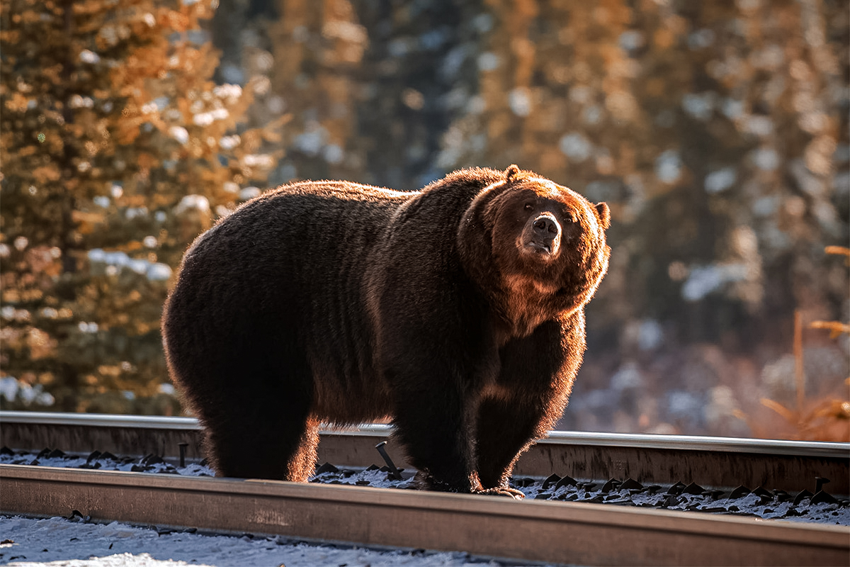 Bear No. 122, also known as The Boss shown here on the railroad tracks running through Banff National Park