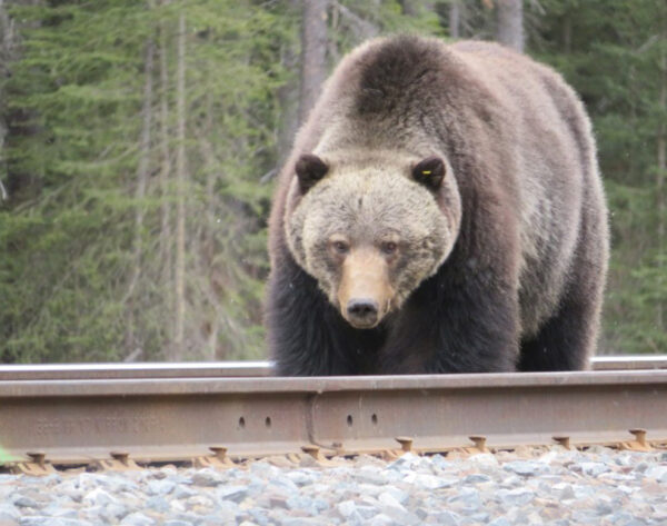 Bear 136, known as Split Lip, is seen feeding on spilled grain along the CP Rail tracks alongside the Bow Valley Parkway
