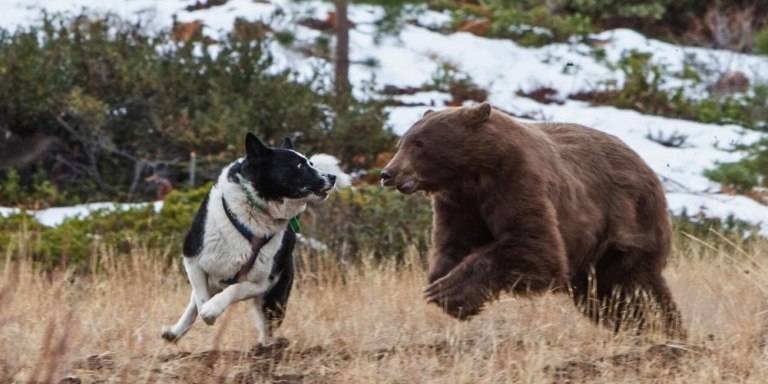 A ber dog at work with a bear