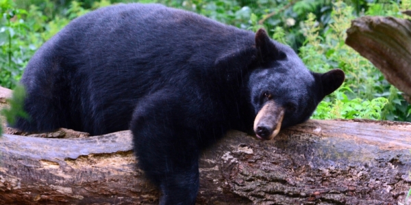 A black bear on a log