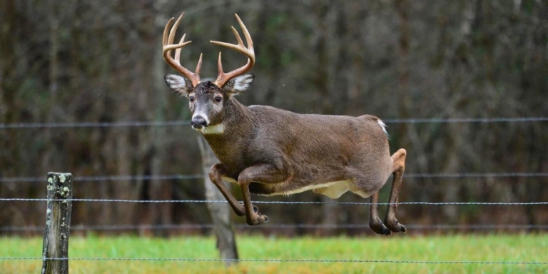 Deer Jumping a barb-wired fence