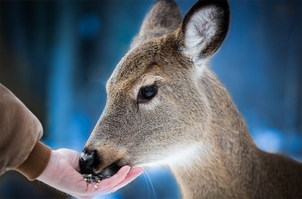 Feeding deer is a recipe for disaster mostly for the deer | Canva