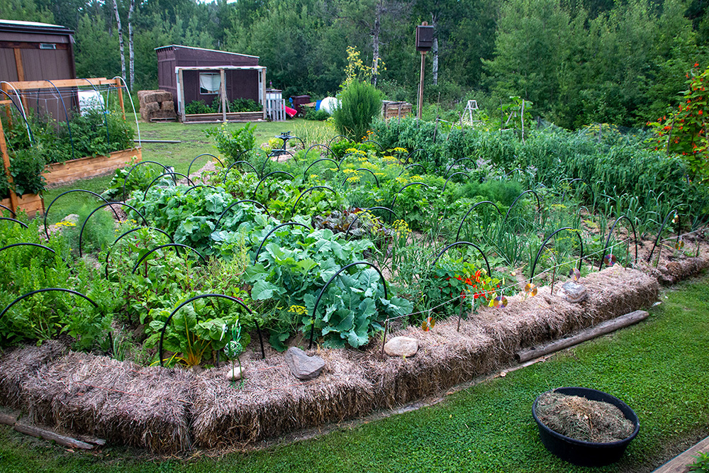 Notice the CDs strung around the perimeter of this garden near Camrose which effectively kept deer from this productive garden | Darwin Wiggett | oopoomoo
