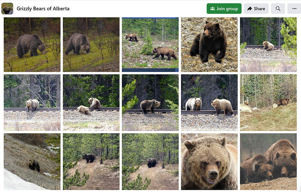 A collection of grizzly bear photos taken in Alberta