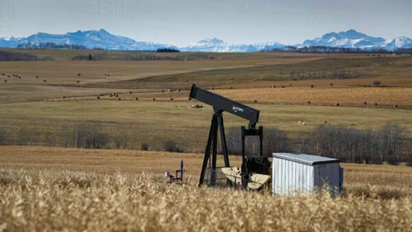 Oil well pump jack in a field of oats with the rocky mountains in the background