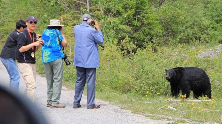 Photographers with Bear