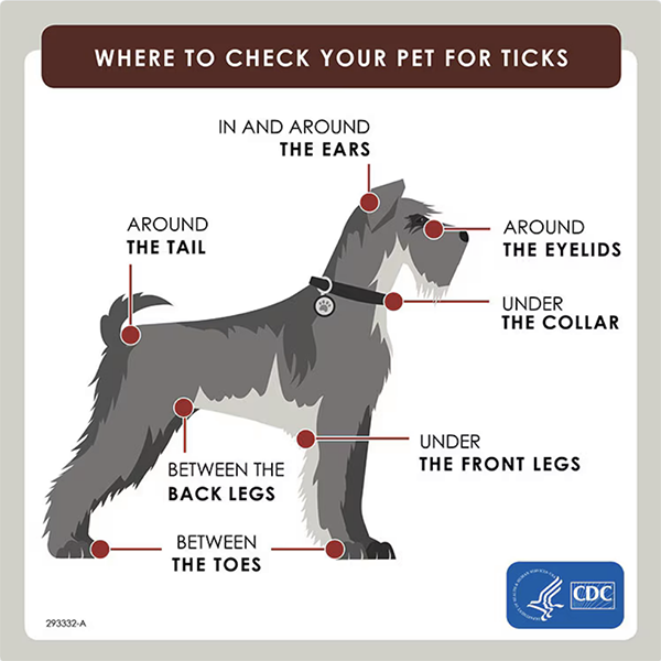 Figure showing where to check your dog for ticks 