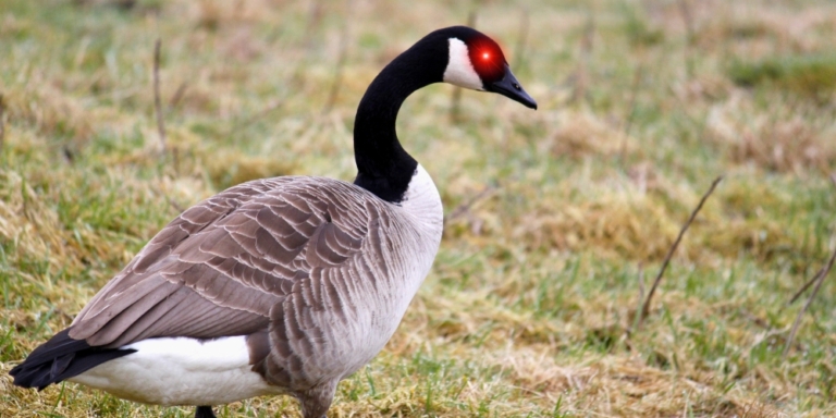 Canada Goose with red eye