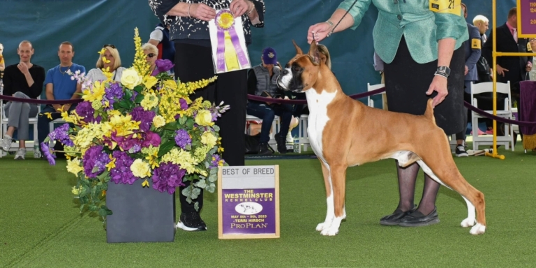 A boxer named Doc won best of breed for working dogs at Westminister Dog Show