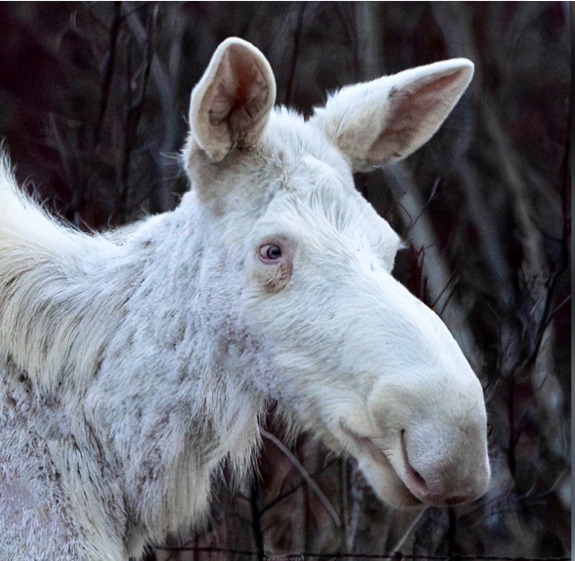 The white moose captured by Dar Tanner and his wife Theresa in central Alberta