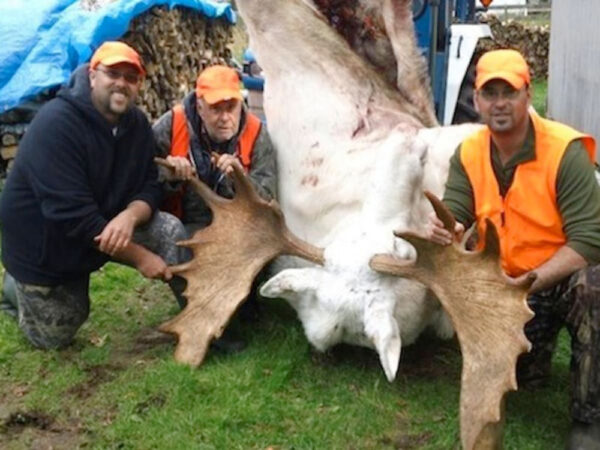 Three hunters with aan albino moose they hunted in Nova Scotia