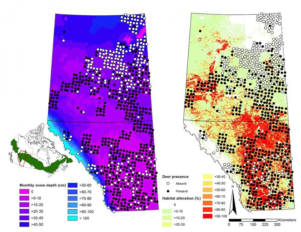 A map of Alberta showing the presence of white-tailed deer in the province between 2015 and 2019. The map suggests that white-tailed deer prefer to live around areas with more human disturbances than areas with heavy snow | Wild Cam