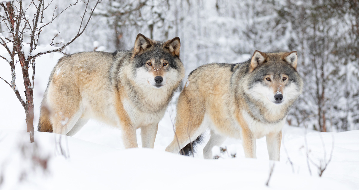 Timber Wolves in snow