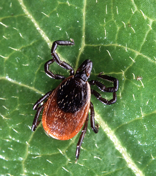 Ixodes tick, also known as the deer tick