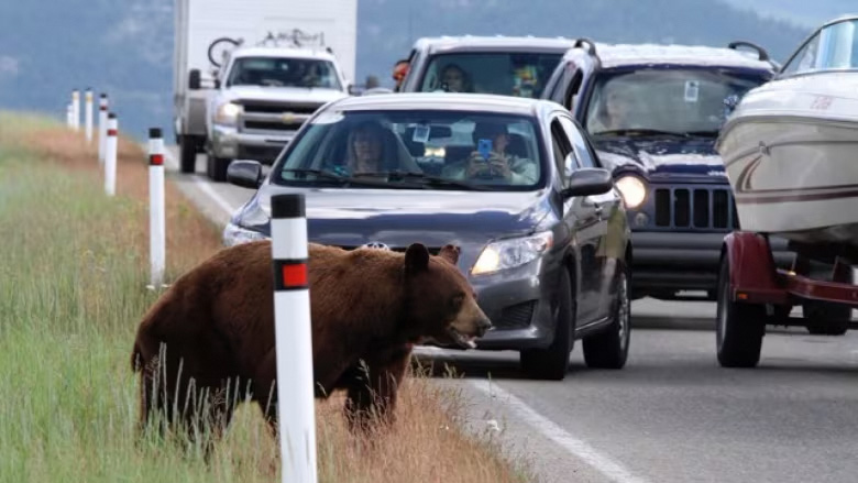 Traffic stopped along a highway to watch and photograph a bear
