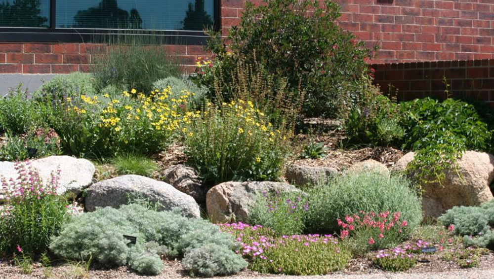 An example of a yard that has been landscaped to include drought-resistant plants and grasses. This process is called "xeriscaping"