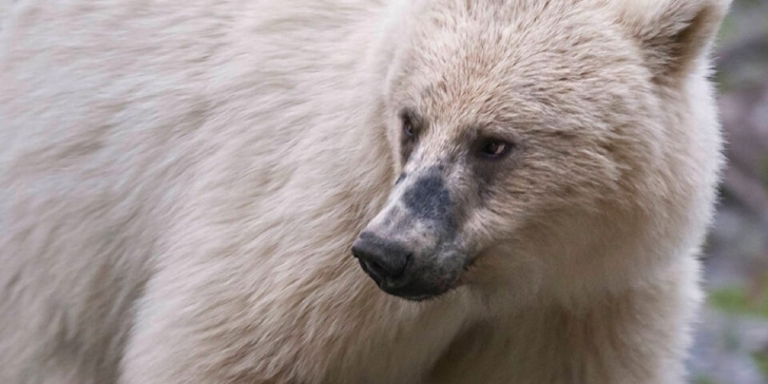 Nakoda, the white grizzly bear
