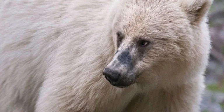 Nakoda, the white grizzly bear