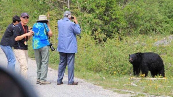 Banff National Park visitors neglecting their safety to take a photo of a black bear