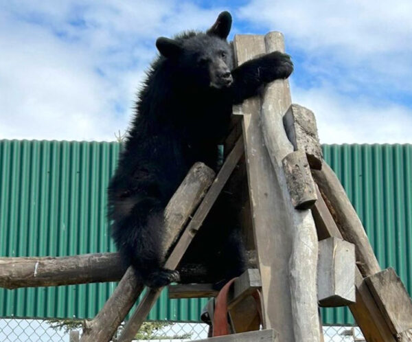 Black bear cub at AWIC rehabiltation Centre