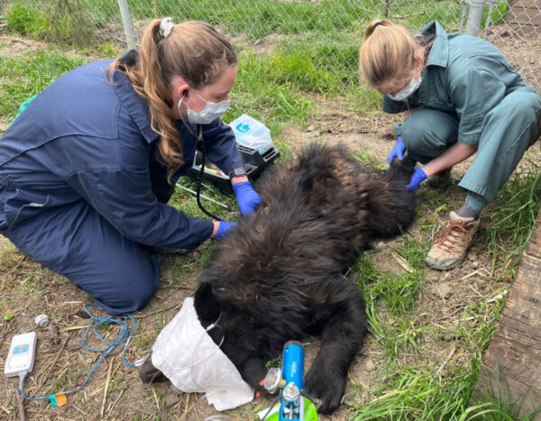 Taking blood sample from a black bear cun at a rehabilitation centre