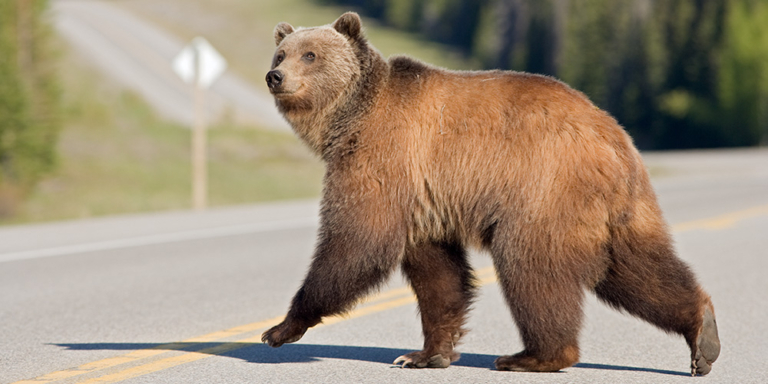 Grizzly bear on Highway 11 near Timber Creek - Alberta