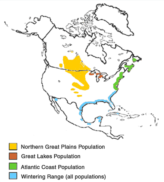 A labelled map of the three different piping plover population in North America