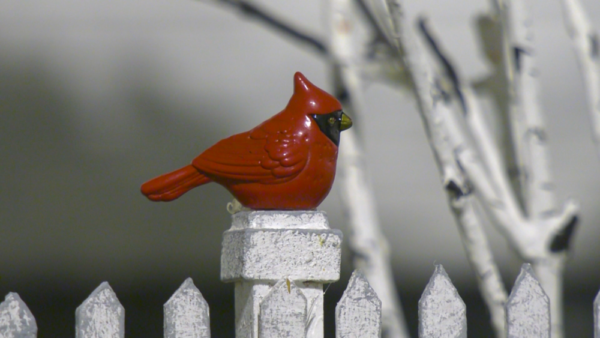 One of the tiny cardinals on the fence of the miniature residential school commemorating Cardinal's grandparents
