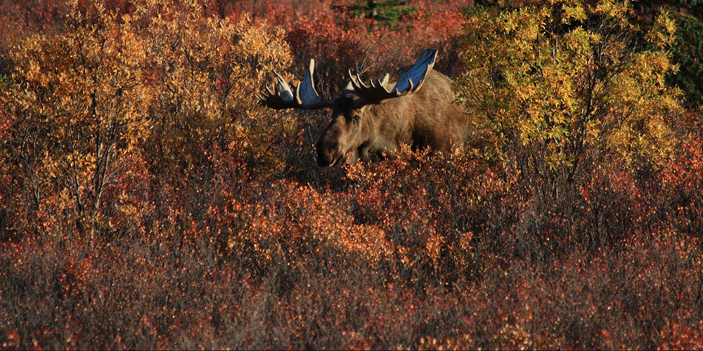 A moose blending in with its environment despite its size | National Park Service | Robbie Hannawacker