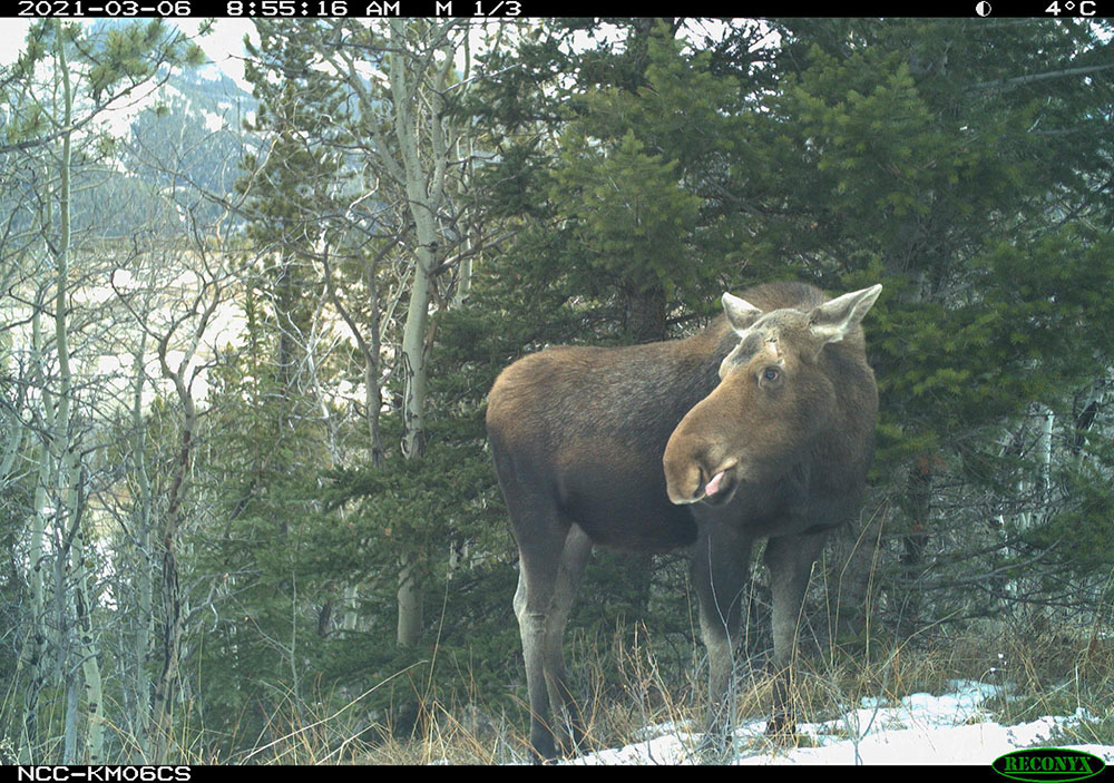 A moose caught on a trail camera in Crowsnest Pass