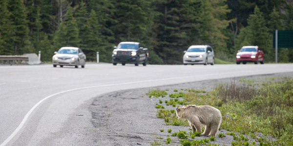 Nakoda the grizzly and cars on highway