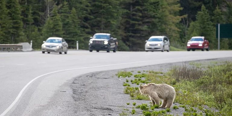 Nakoda the grizzly and cars on highway