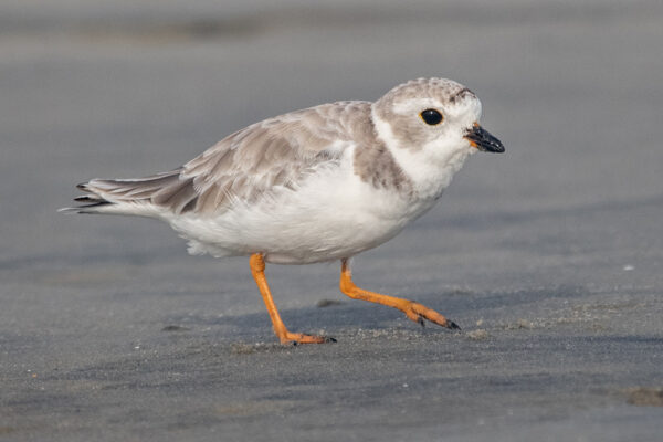 Charadrius melodus, better know as piping plover