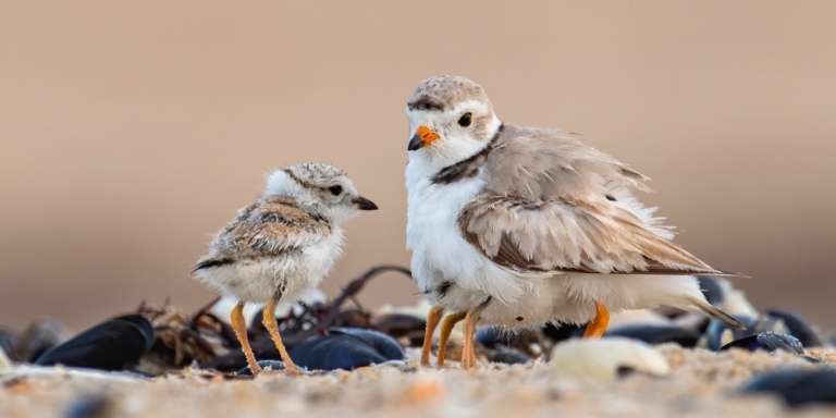 Piping plover with its chick