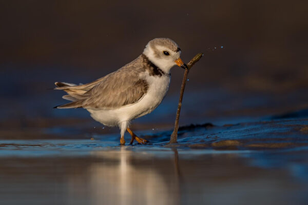 Piping Plover catching a worm