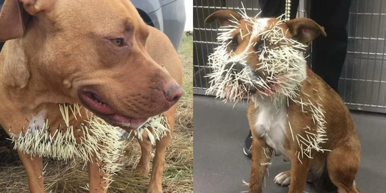 Two examples of dogs with porcupine quills