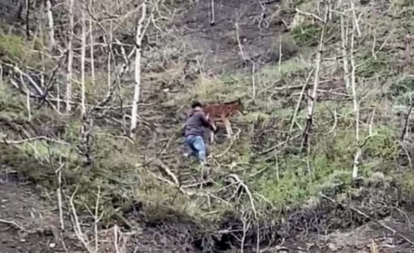 Dustin Lyle rescuing the foal