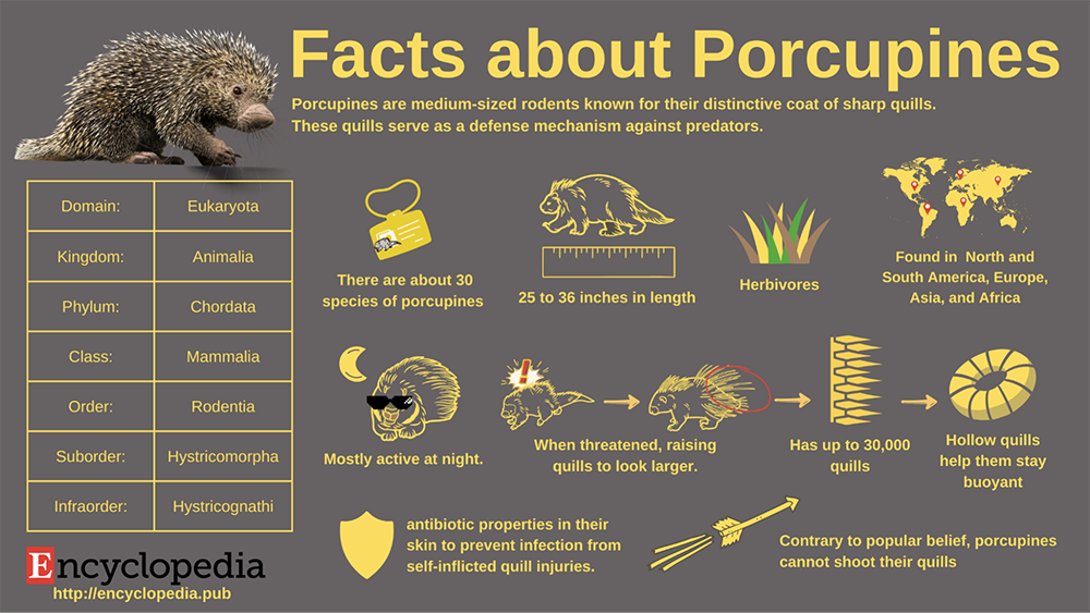 An infographic with facts about porcupines