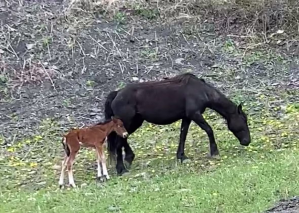Mother and Foal reunited