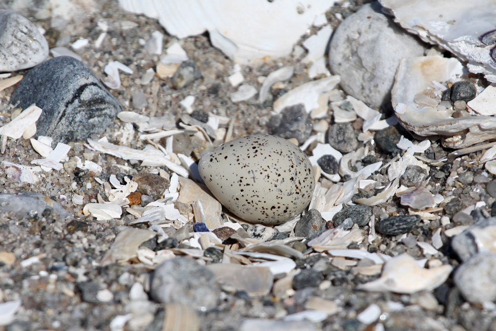 A piping plover egg carefully camouflaged around beach gravel