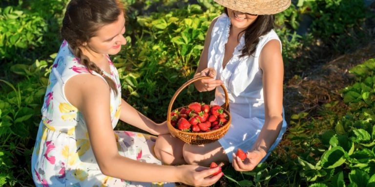 two women picking strawberries