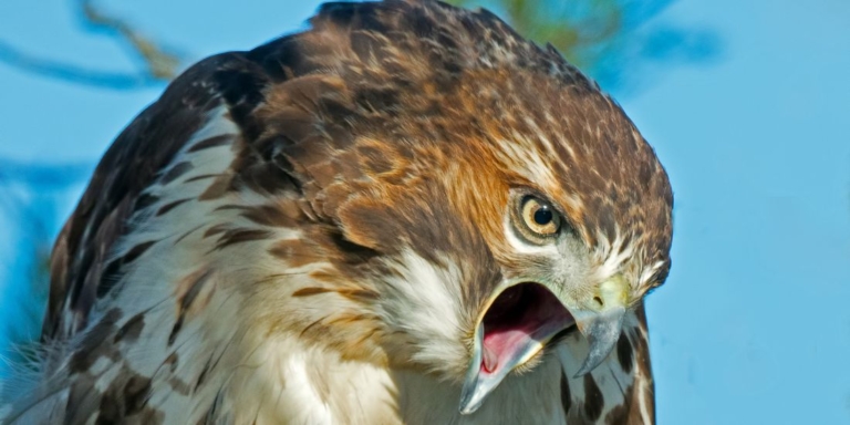 Angry hawk