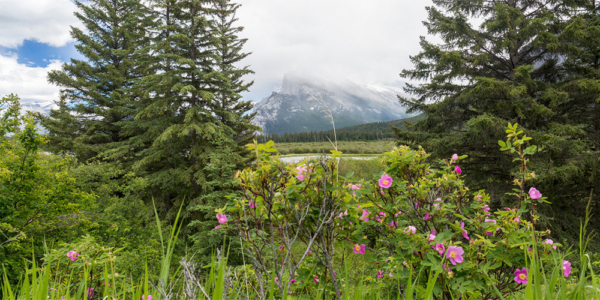 Mount Rundle and Wild Rose in Banff National Park - Brian Lasenby