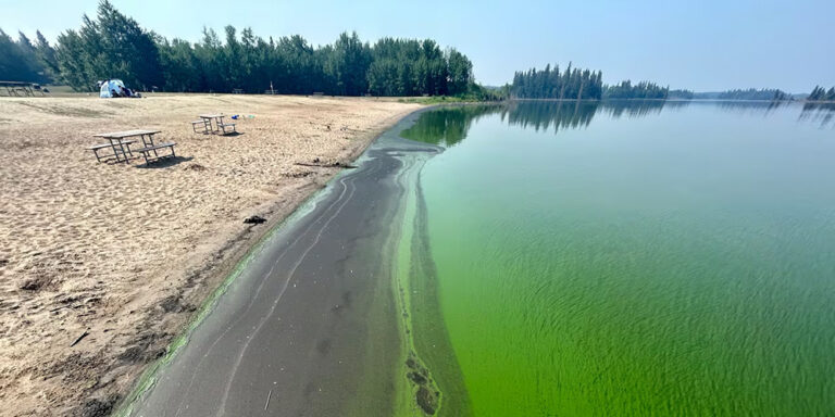 Blue-green algae bloom Astotin Lake, Elk Island National PArk